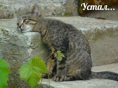 устал.jpg