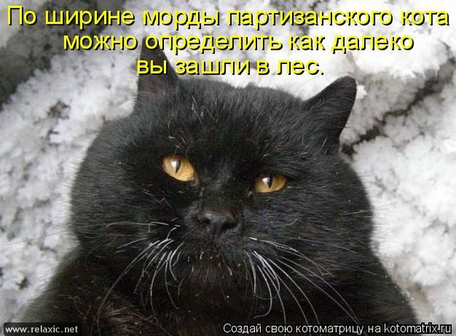 kotomatrix_1123.jpg