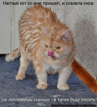 dlyakota.ru_kotiotkotomatrici_1322582240831.jpeg