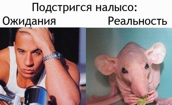 лысина.jpg