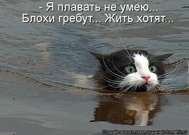блохи гребут.jpg