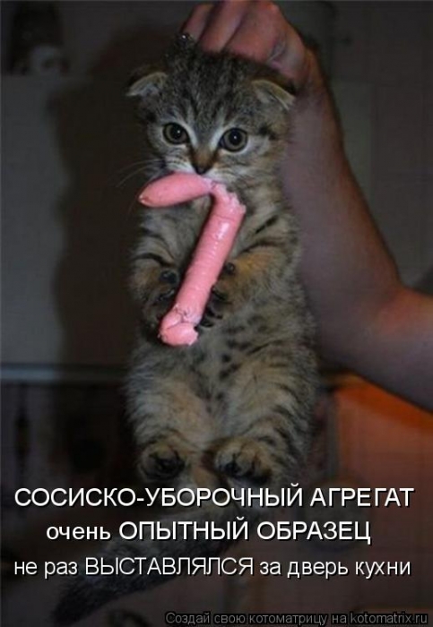 dlyakota.ru_kotiotkotomatrici_1322554404431.jpeg