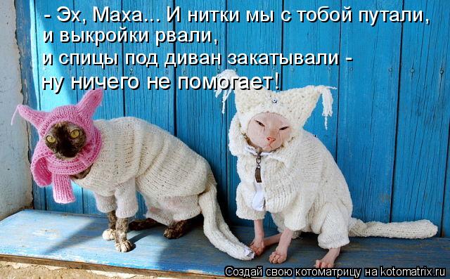 dlyakota.ru_kotiotkotomatrici_1322582238331.jpeg