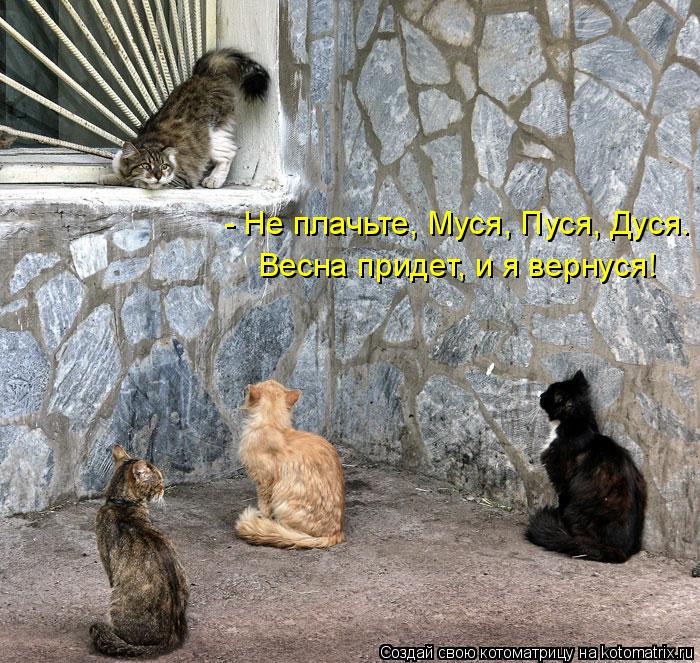 dlyakota.ru_kotiotkotomatrici_1322596529571.jpeg
