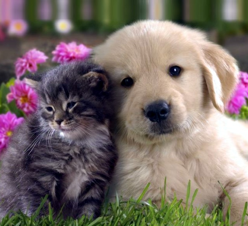 kitten&puppy_square.jpg