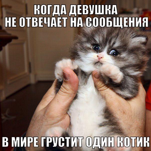 ми-ми-ми.jpg