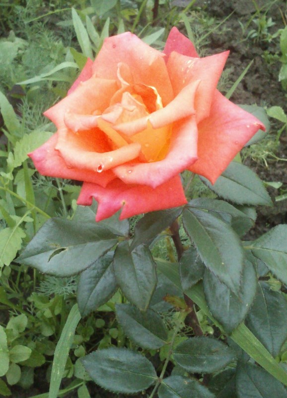 DSC_0427.jpg
