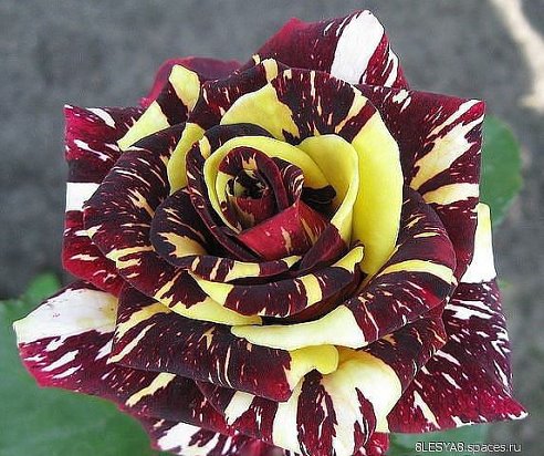 getImage (9).jpg