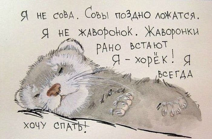 хорек.jpg