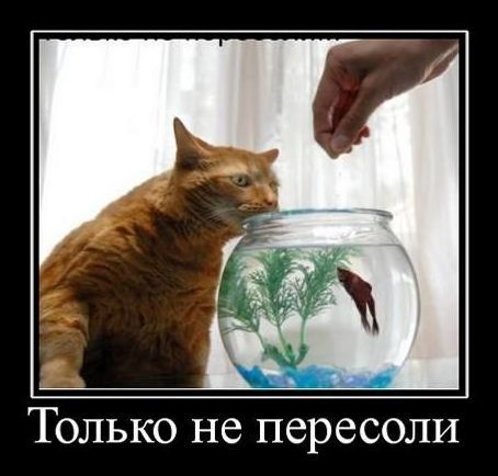 1289784474_demo-13.jpg