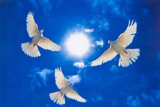 42512984_PeaceDoves.jpg
