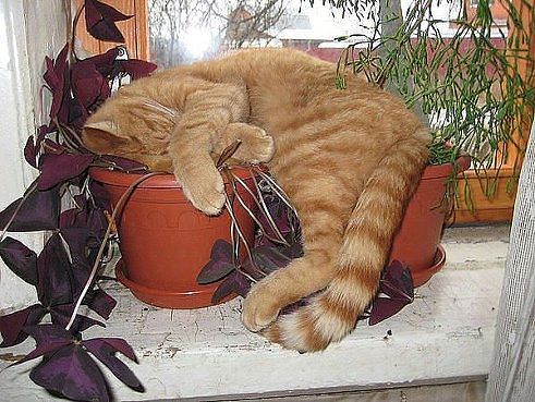 котя в цветах.jpg