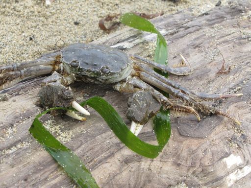 Чудище со дна морского.
