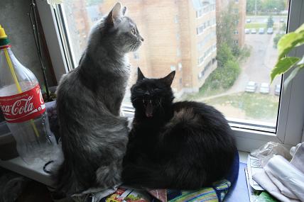 мои котяшечки.JPG
