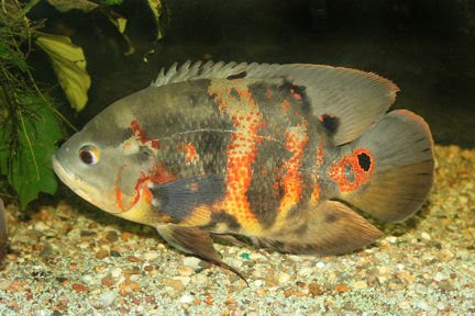 Astronotus ocellat.jpg