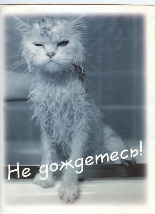 80185758_ne_dozhdetes.jpg
