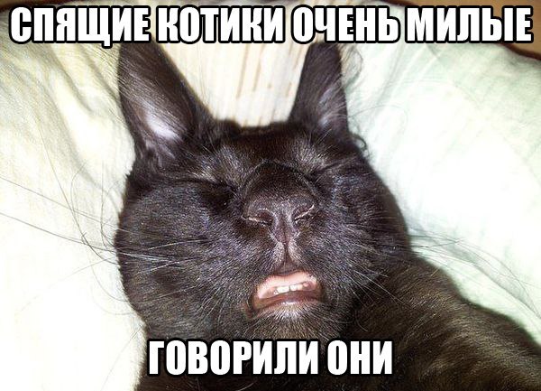 Спящий котик.jpg