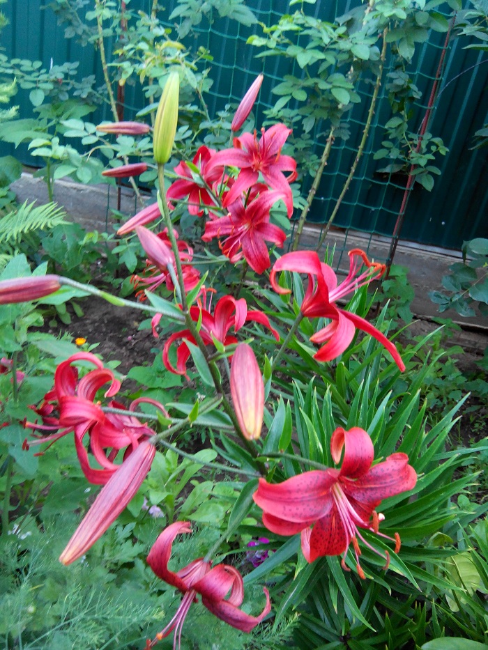 IMG_20140709_200346.jpg