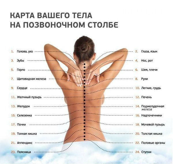 Позвоночник.jpg