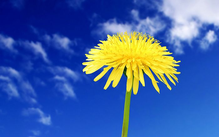 [wallcoo.com]_1440_900_Chrysanthemum_flower.jpg
