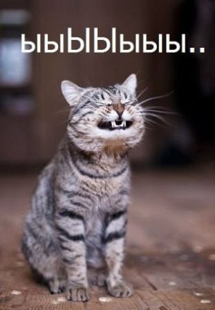 кот ржёт.jpg