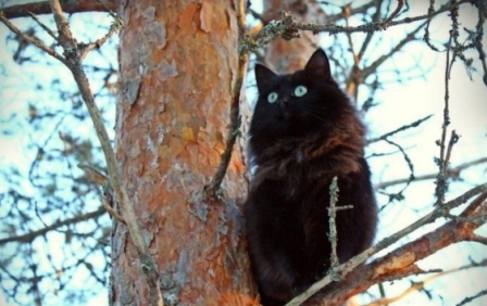 сова.jpg
