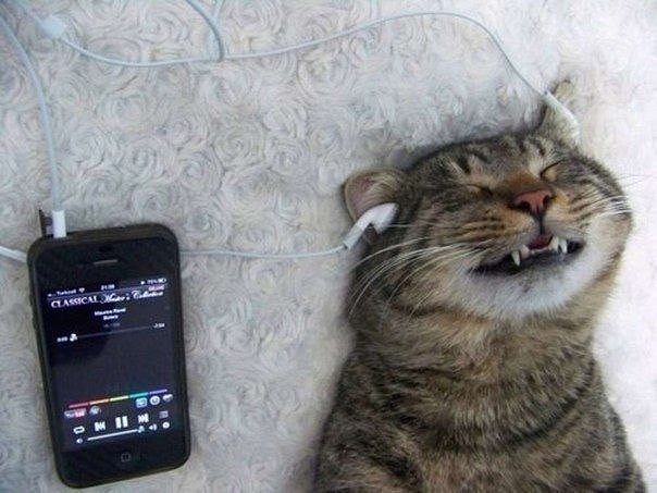 котяра в наушниках.jpg