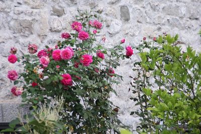 IMG_4677.JPG