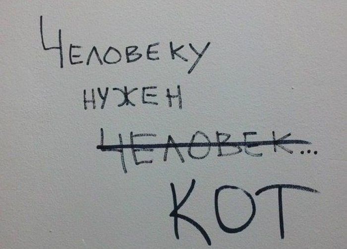 человеку нужен кот.jpg