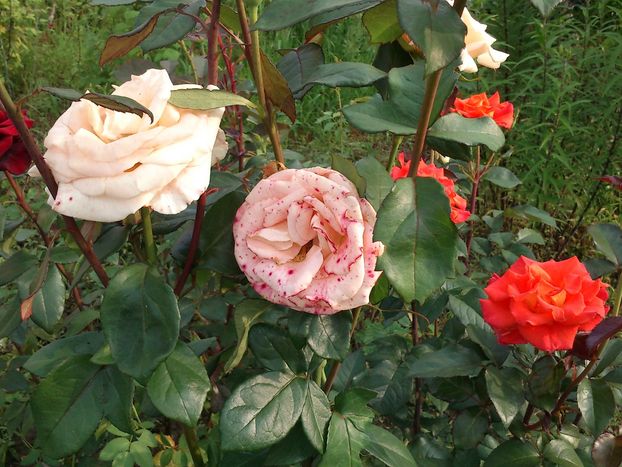 DSC_0758.jpg