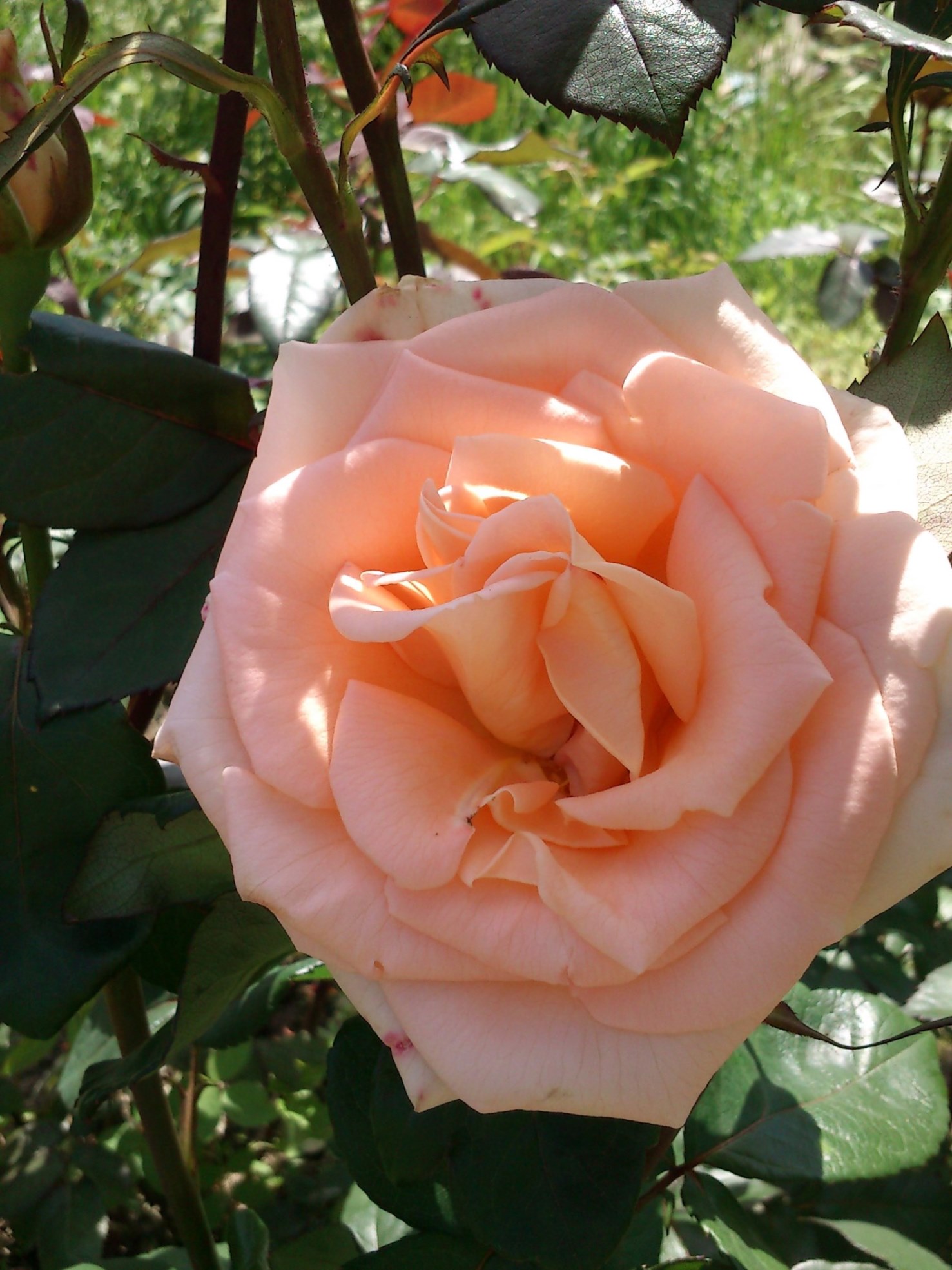 DSC_0746.jpg