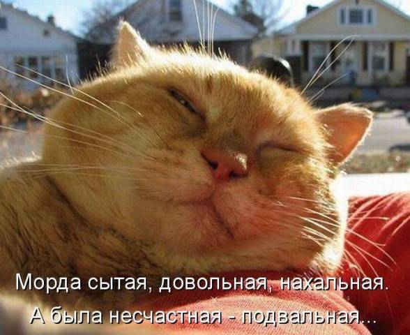сытый.jpg