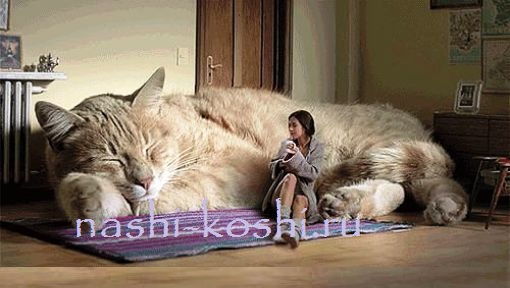большой кот.jpg