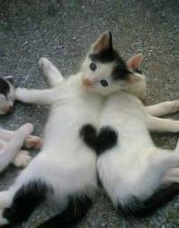 коте-сердечко.jpg