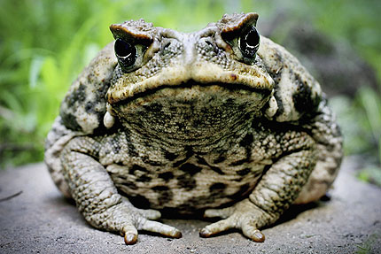 toad.jpg