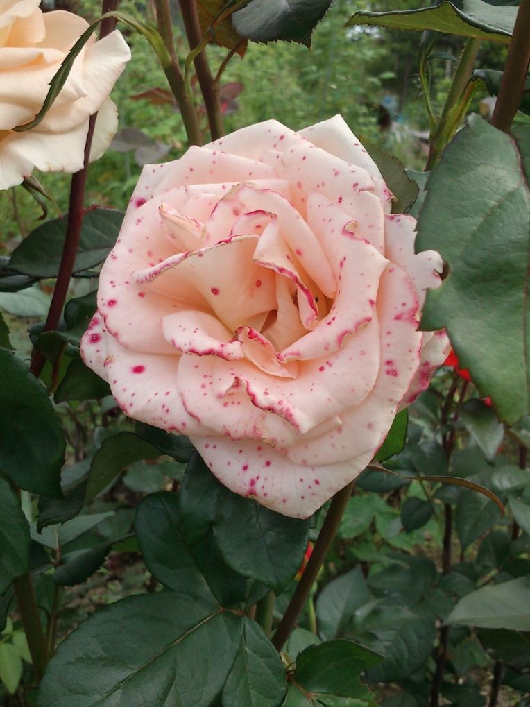 DSC_0753.jpg