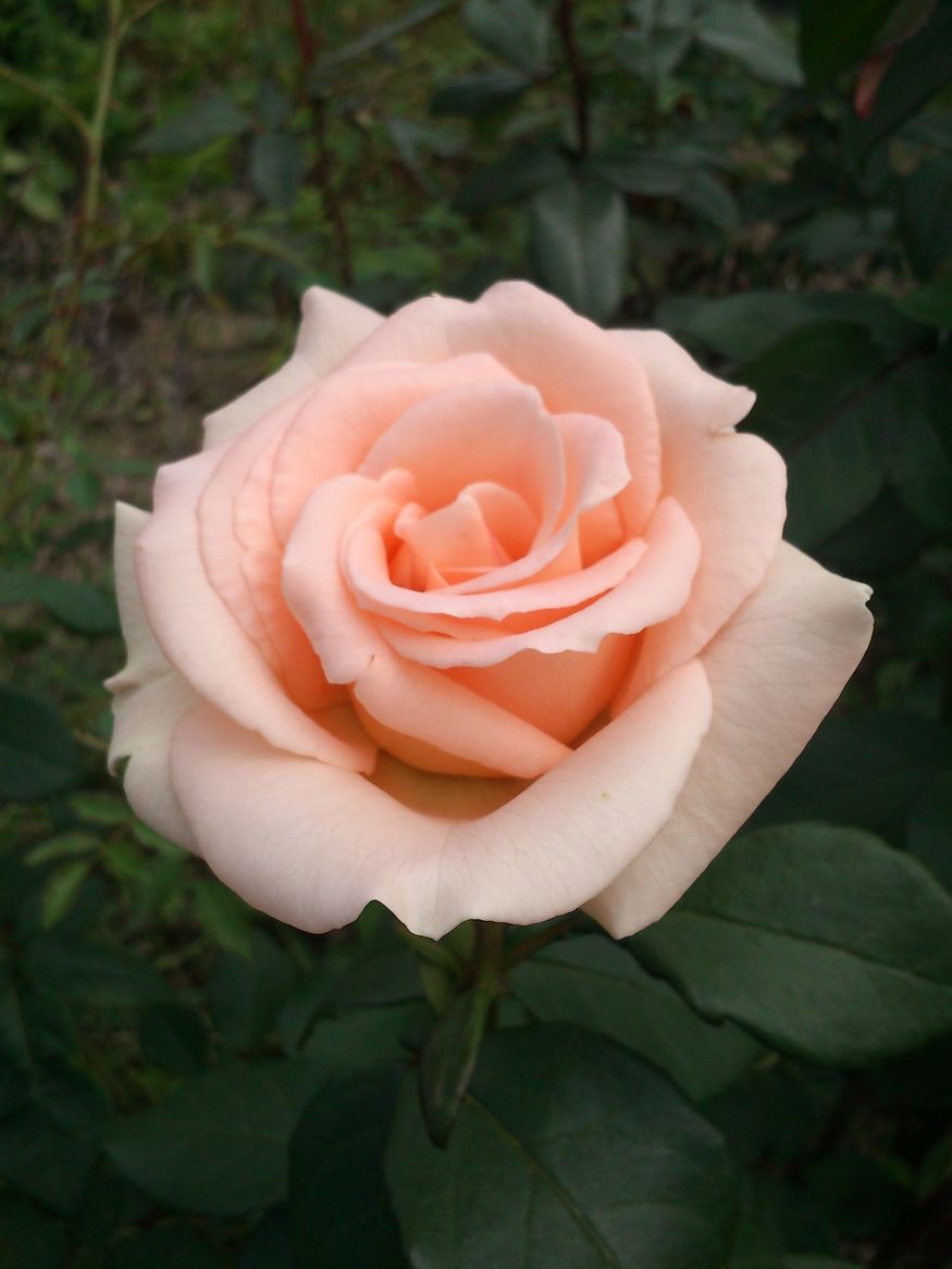 DSC_0754.jpg