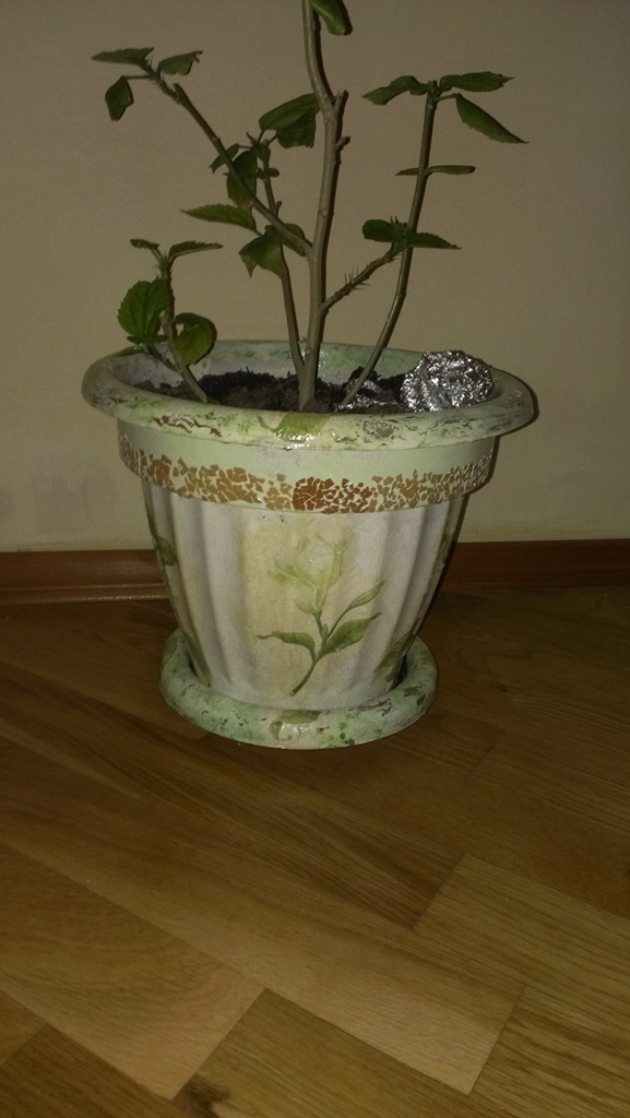 IMAG0281.jpg