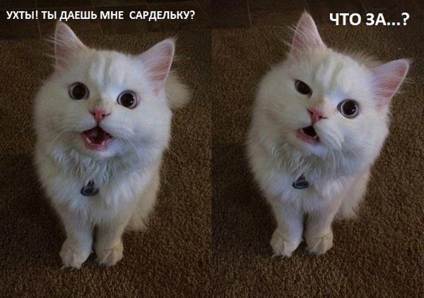 1rzUzqLUvH8.jpg