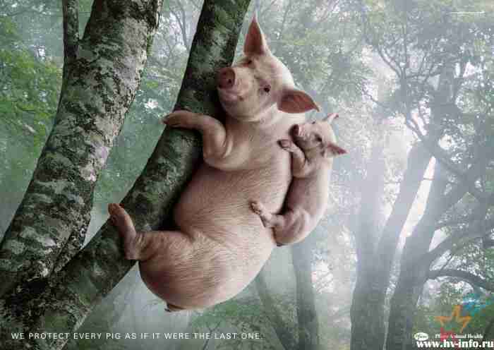 pigs.jpg