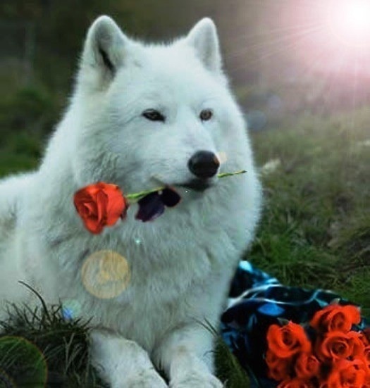 White-Wolf-wild-animals-4249828-525-551.jpg