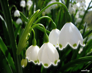 39275338_2ff893d3a8461.gif