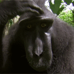 99px_ru_avatar_150134_cheshushij_golovu_hohlatij_pavian.gif