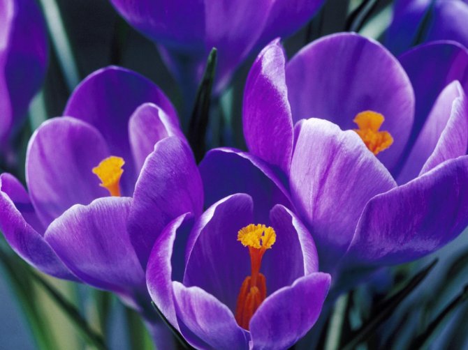 1275818119_spring-crocus.jpg