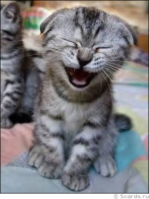 kitty.jpg