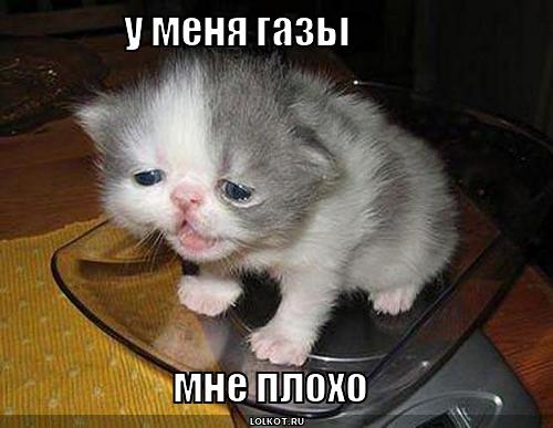 gazy_1287429249.jpg