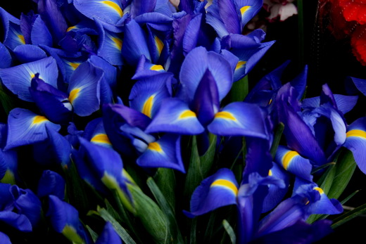 6_Iris.jpg