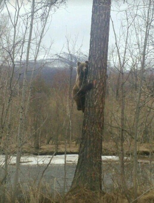 белочка.jpg