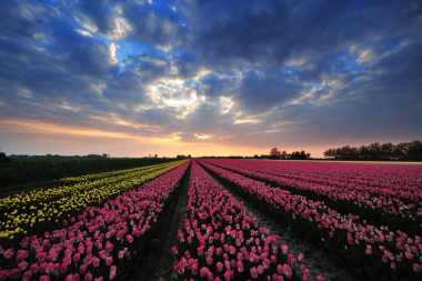Nederland_tulpen.jpg