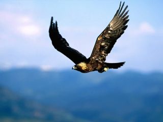 Golden eagle.jpg_thumb.jpg